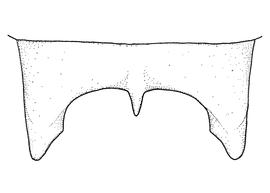   Anthidium edwardsii  male, diagram showing dorsal view of seventh tergum (T7), diagram from Gonzalez and Griswold 2013 
